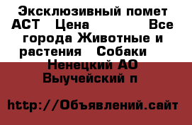 Эксклюзивный помет АСТ › Цена ­ 30 000 - Все города Животные и растения » Собаки   . Ненецкий АО,Выучейский п.